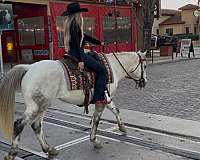 working-cattle-quarter-horse