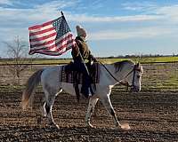 grey-all-around-horse