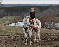 lesson-quarter-horse