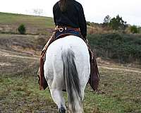 roping-quarter-horse