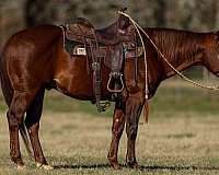 calf-roping-quarter-horse