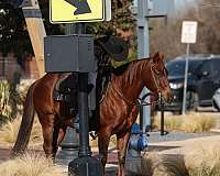 ranch-versatility-quarter-horse