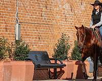 ridden-western-quarter-horse