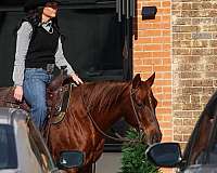 roping-quarter-horse