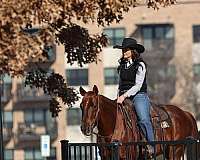 working-cattle-quarter-horse