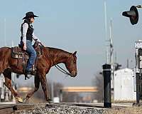 working-cow-quarter-horse