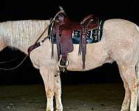 calf-roping-quarter-horse