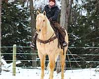 ranch-versatility-quarter-horse