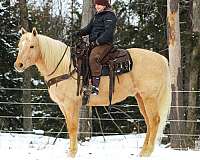 ranch-work-quarter-horse