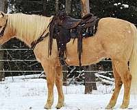 roping-quarter-horse