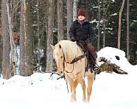 trail-riding-quarter-horse