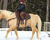 western-riding-quarter-horse