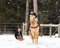 working-cattle-quarter-horse