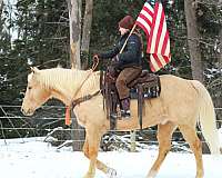 palomino-quarter-horse-gelding