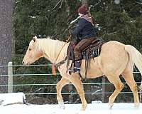 palomino-all-around-horse