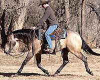 athletic-quarter-horse