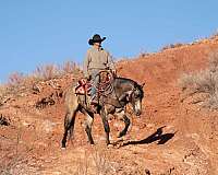 calf-roping-quarter-horse