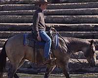 ranch-versatility-quarter-horse