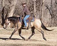 ranch-work-quarter-horse