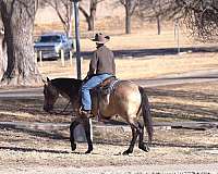 roping-quarter-horse