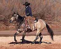 show-quarter-horse