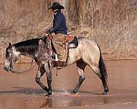 team-penning-quarter-horse