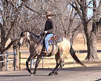 trail-riding-quarter-horse