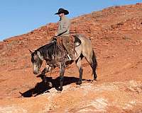 western-riding-quarter-horse