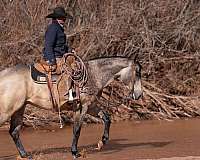 buckskin-quarter-horse-gelding