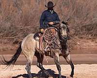 working-cattle-quarter-horse