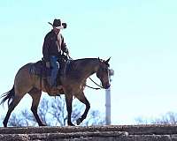 buckskin-all-around-horse