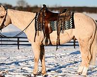 athletic-quarter-horse