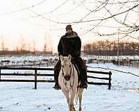 ranch-work-quarter-horse