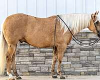 ranch-versatility-quarter-horse