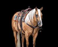 roping-quarter-horse