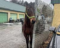 15-hand-standardbred-horse