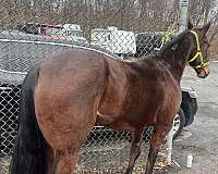 15-hand-standardbred-mare