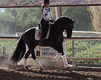 all-around-andalusian-horse