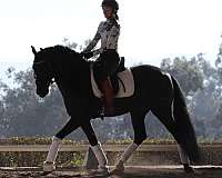 athletic-andalusian-horse