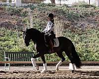 dressage-andalusian-horse