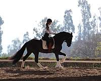 fei-andalusian-horse