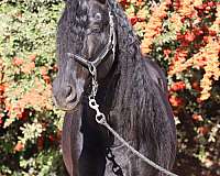 stallion-andalusian-horse