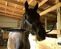 appendix-horse-for-sale