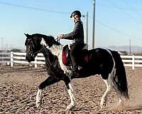 friesian-sport-horse