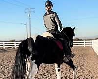 all-around-friesian-horse