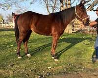 quarter-pony-gelding