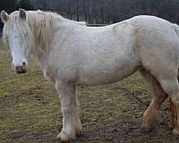 virginia-gypsy-vanner-horse