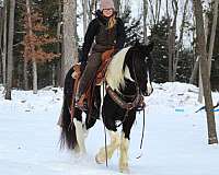 athletic-gypsy-vanner-horse