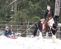 beginner-gypsy-vanner-horse