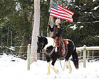 cross-gypsy-vanner-horse